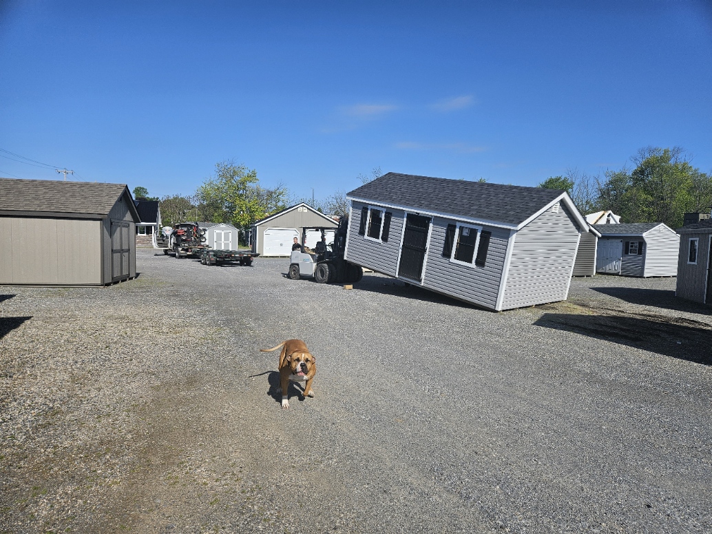 Mack the lot dog watches as a forklift moves a large gray shed across the Parkesburg sales lot on a clear blue-sky morning